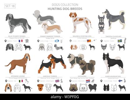 Les chiens de chasse collection isolated on white. Style plat. Autre couleur et pays d'origine. Vector illustration Illustration de Vecteur