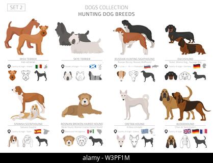 Les chiens de chasse collection isolated on white. Style plat. Autre couleur et pays d'origine. Vector illustration Illustration de Vecteur