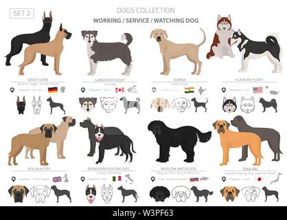 Groupe de travail, de service et de regarder les chiens collection isolated on white. Style plat. Autre couleur et pays d'origine. Vector illustration Illustration de Vecteur