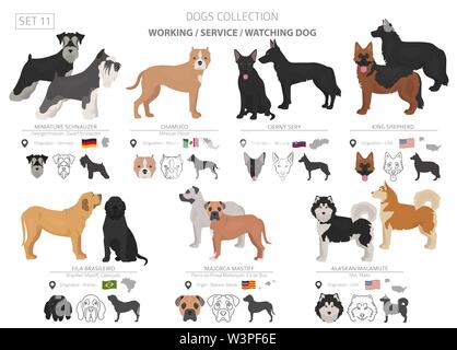 Groupe de travail, de service et de regarder les chiens collection isolated on white. Style plat. Autre couleur et pays d'origine. Vector illustration Illustration de Vecteur