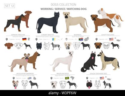 Groupe de travail, de service et de regarder les chiens collection isolated on white. Style plat. Autre couleur et pays d'origine. Vector illustration Illustration de Vecteur