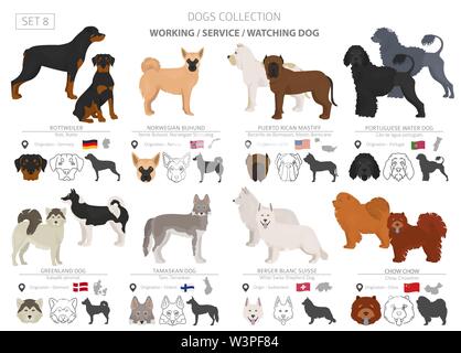 Groupe de travail, de service et de regarder les chiens collection isolated on white. Style plat. Autre couleur et pays d'origine. Vector illustration Illustration de Vecteur