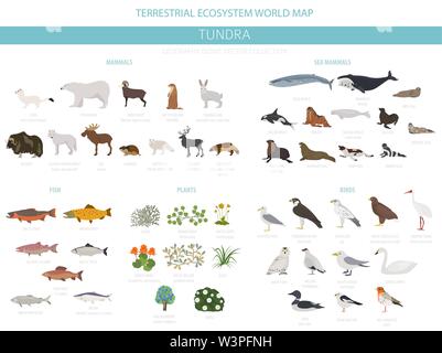 Tundra biome. Carte du monde de l'écosystème terrestre. Les animaux de l'Arctique, les oiseaux, les poissons et les plantes conception infographique. Vector illustration Illustration de Vecteur