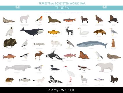 Tundra biome. Carte du monde de l'écosystème terrestre. Les animaux de l'Arctique, les oiseaux, les poissons et les plantes conception infographique. Vector illustration Illustration de Vecteur