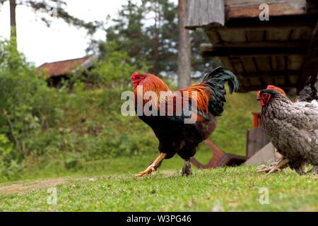 Coq avec crête rouge et troupeau de pâturage chikens sur le terrain de village cour en été journée ensoleillée Banque D'Images