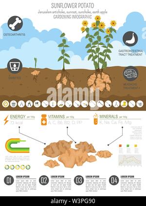 Pomme de terre caractéristiques bénéfiques tournesol modèle graphique. Jardinage, agriculture infographie, comment il grandit. Télévision style design. Vector illustration Illustration de Vecteur