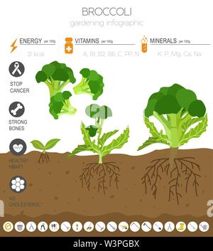 Chou brocoli caractéristiques bénéfiques modèle graphique. Jardinage, agriculture infographie, comment il grandit. Télévision style design. Vector illustration Illustration de Vecteur