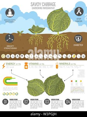 Chou de caractéristiques bénéfiques modèle graphique. Jardinage, agriculture infographie, comment il grandit. Télévision style design. Vector illustration Illustration de Vecteur