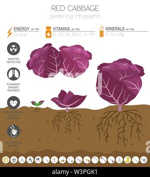 Chou rouge caractéristiques bénéfiques modèle graphique. Jardinage, agriculture infographie, comment il grandit. Télévision style design. Vector illustration Illustration de Vecteur