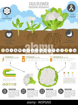 Chou-fleur caractéristiques bénéfiques modèle graphique. Jardinage, agriculture infographie, comment il grandit. Télévision style design. Vector illustration Illustration de Vecteur