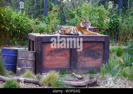 SYDNEY, AUSTRALIE - 16 JUL 2018- Vue d'un tigre du Tiger Trek attraction du Zoo de Taronga à Sydney, Nouvelle-Galles du Sud, Australie. Banque D'Images