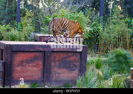 SYDNEY, AUSTRALIE - 16 JUL 2018- Vue d'un tigre du Tiger Trek attraction du Zoo de Taronga à Sydney, Nouvelle-Galles du Sud, Australie. Banque D'Images