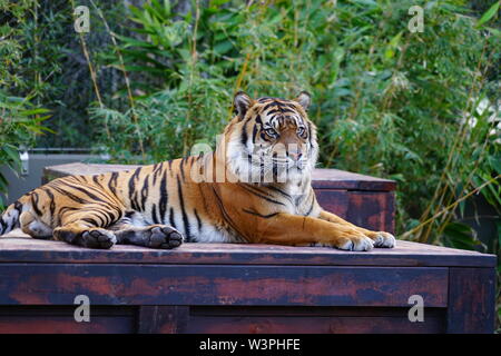 SYDNEY, AUSTRALIE - 16 JUL 2018- Vue d'un tigre du Tiger Trek attraction du Zoo de Taronga à Sydney, Nouvelle-Galles du Sud, Australie. Banque D'Images