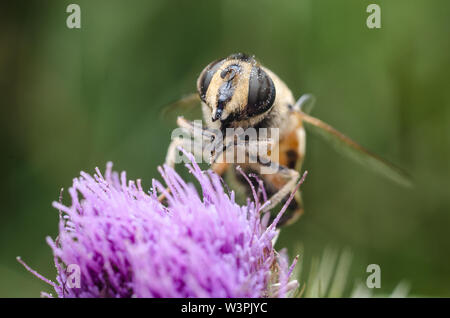 Eristalis tenax, survol sur une fleur pourpre, macro photographie Banque D'Images