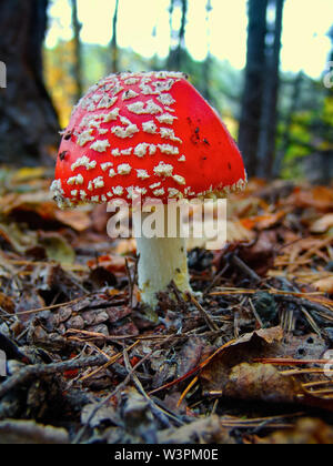 Toadstool champignons vénéneux rouge européen croissant dans la forêt durant la saison d'automne. Banque D'Images