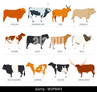 L'élevage de l'agriculture. Vache, race taureaux icon set. Modèle plat. Vector illustration Illustration de Vecteur