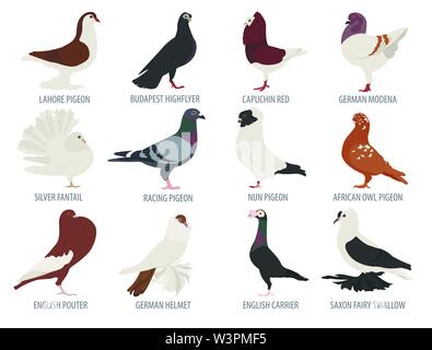 L'élevage de volailles. Races de pigeons icon set. Modèle plat. Vector illustration Illustration de Vecteur