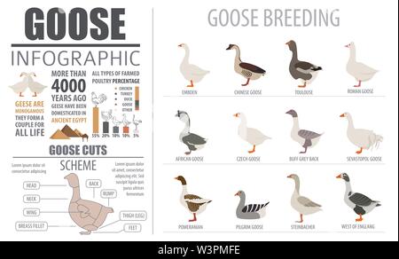 L'aviculture infographic template. L'élevage d'oie. Modèle plat. Vector illustration Illustration de Vecteur