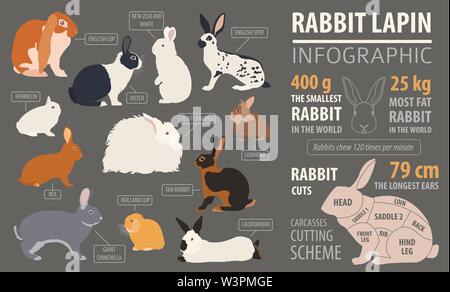 Lapin, lapin race infographie modèle. Modèle plat. Vector illustration Illustration de Vecteur