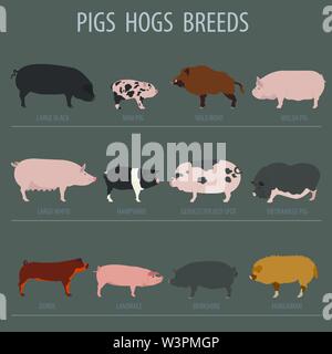 Les porcs, les porcs race icon set. Modèle plat. Vector illustration Illustration de Vecteur