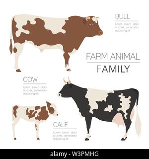 L'élevage du bétail infographic template. La vache, le bœuf et veau de la famille. Modèle plat. Vector illustration Illustration de Vecteur