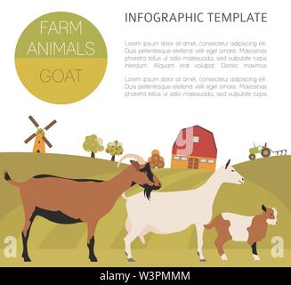 Caprin infographic template. Animall famille. Modèle plat. Vector illustration Illustration de Vecteur