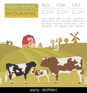 L'élevage du bétail infographic template. La vache, le bœuf et veau de la famille. Modèle plat. Vector illustration Illustration de Vecteur