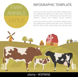 L'élevage du bétail infographic template. La vache, le bœuf et veau de la famille. Modèle plat. Vector illustration Illustration de Vecteur