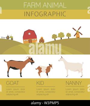 Caprin infographic template. Animall famille. Modèle plat. Vector illustration Illustration de Vecteur