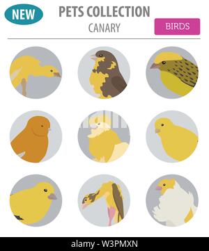 Secteur de niche icon set style plat isolé sur blanc. Collection d'oiseaux de compagnie. Créer propre infographie sur les animaux de compagnie. Vector illustration Illustration de Vecteur