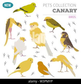 Secteur de niche icon set style plat isolé sur blanc. Collection d'oiseaux de compagnie. Créer propre infographie sur les animaux de compagnie. Vector illustration Illustration de Vecteur