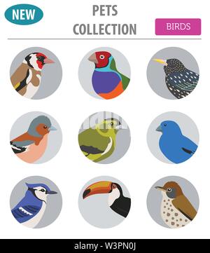 Collection d'oiseaux de compagnie, races icon set style plat isolé sur blanc. Créer propre infographie sur les animaux de compagnie. Vector illustration Illustration de Vecteur