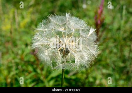 Barbe de chèvre graines Jack aller au lit à midi Tragopogon pratensis famille pissenlit daisy Banque D'Images