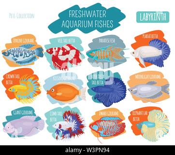 Les poissons d'aquarium d'eau douce se reproduit icon set style plat isolé sur blanc. Poissons labyrinthe : betta, gourami. Créer propre infographie sur les animaux de compagnie. Je vecteur Illustration de Vecteur