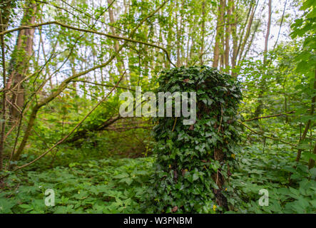 Un safari-photo dans le parc Atkinson à Brême sur la rivière Lesum Banque D'Images