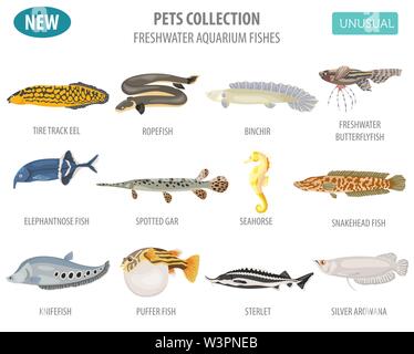 Les poissons d'aquarium d'eau douce rare breeds icon set style plat isolé sur blanc. Créer propre infographie sur l'animal. Vector illustration Illustration de Vecteur