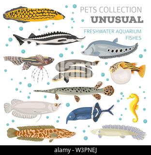 Les poissons d'aquarium d'eau douce rare breeds icon set style plat isolé sur blanc. Créer propre infographie sur l'animal. Vector illustration Illustration de Vecteur