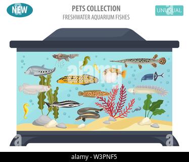 Les poissons d'aquarium d'eau douce rare breeds icon set style plat isolé sur blanc. Créer propre infographie sur l'animal. Vector illustration Illustration de Vecteur