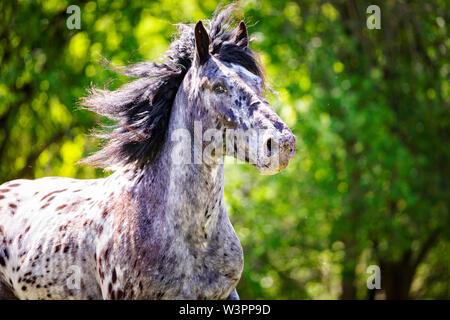 Noriker Cheval. Portrait de leopard-spotted hongre. Allemagne Banque D'Images