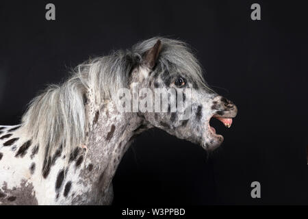 Appaloosa Miniature . Cheval adulte de bâiller. Studio photo sur un fond noir. Allemagne Banque D'Images