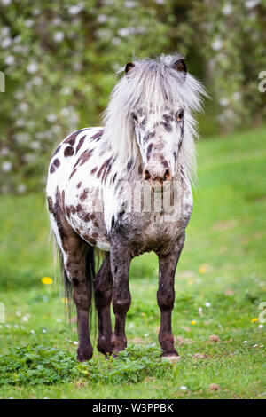 Appaloosa miniature. Cheval adulte debout sur un pâturage. Allemagne Banque D'Images