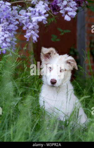 Border Collie. Chien chiot (elle, 15 semaines) assis dans l'herbe sous la glycine en fleurs. Allemagne Banque D'Images