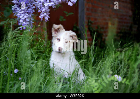 Border Collie. Chien chiot (elle, 15 semaines) assis dans l'herbe sous la glycine en fleurs. Allemagne Banque D'Images