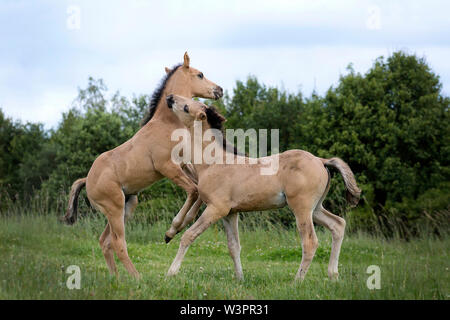 American Quarter Horse. Deux poulains jouant sur un pré. Allemagne Banque D'Images