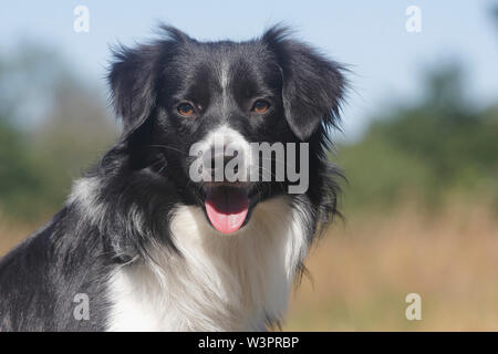 American Shepherd miniature. Portrait d'un mâle juvénile (10 mois). Allemagne Banque D'Images