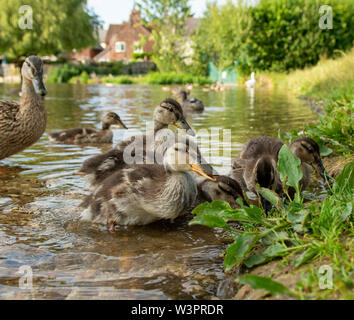 Famille de canetons avec mère canard sur une berge Banque D'Images