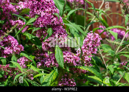 Brimstone Butterfly ressemble à une feuille de camouflage sur une floraison pourpre buddleja bush Banque D'Images