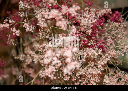 Gypsophile rose, Berlin Banque D'Images