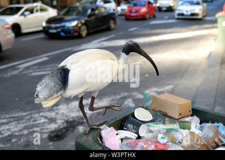 Australian white ibis (Threskiornis) Moluques butiner dans poubelle. Parfois appelée 'bin' poulet à cause de ce comportement. Banque D'Images