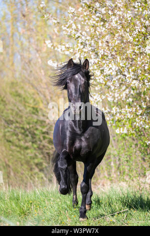 Cheval Espagnol pur, andalou. Étalon noir galopant vers l'appareil photo. Allemagne Banque D'Images